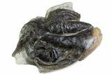 Eocene Fossil Crab (Pulalius) Cheliped - Washington State #375375-2